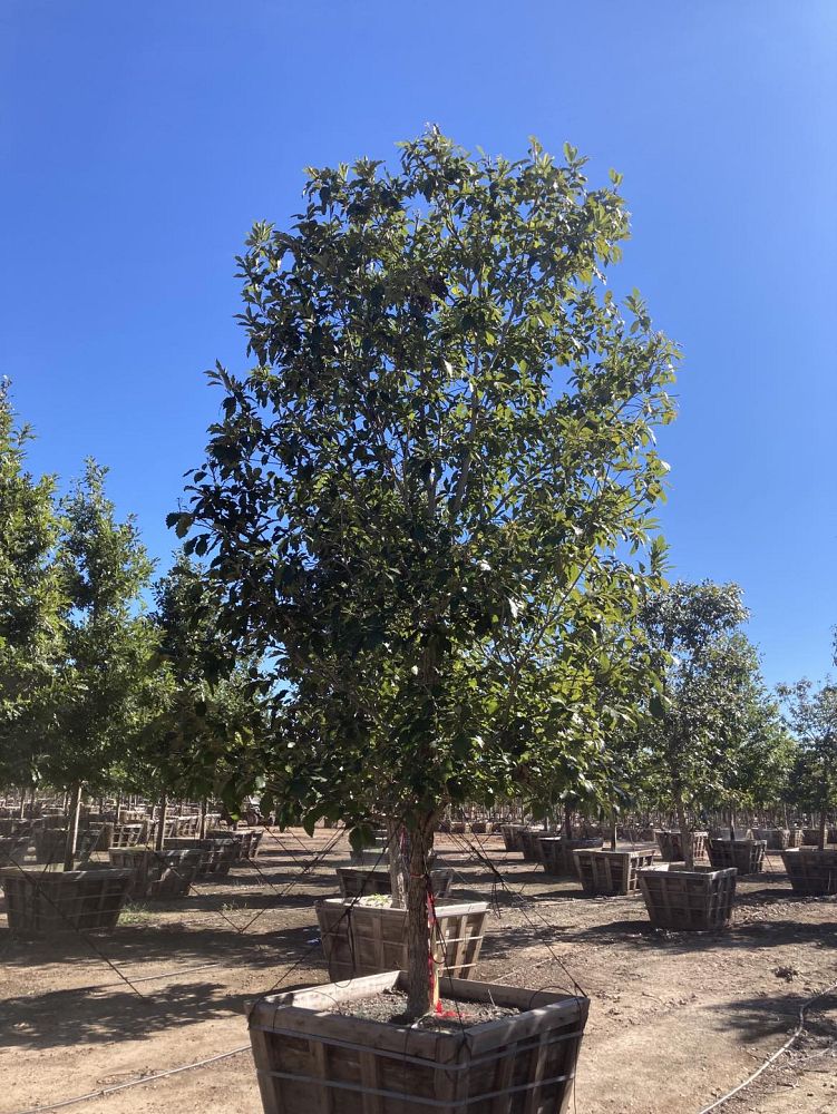quercus-muehlenbergii-chinkapin-oak-chinquapin-oak