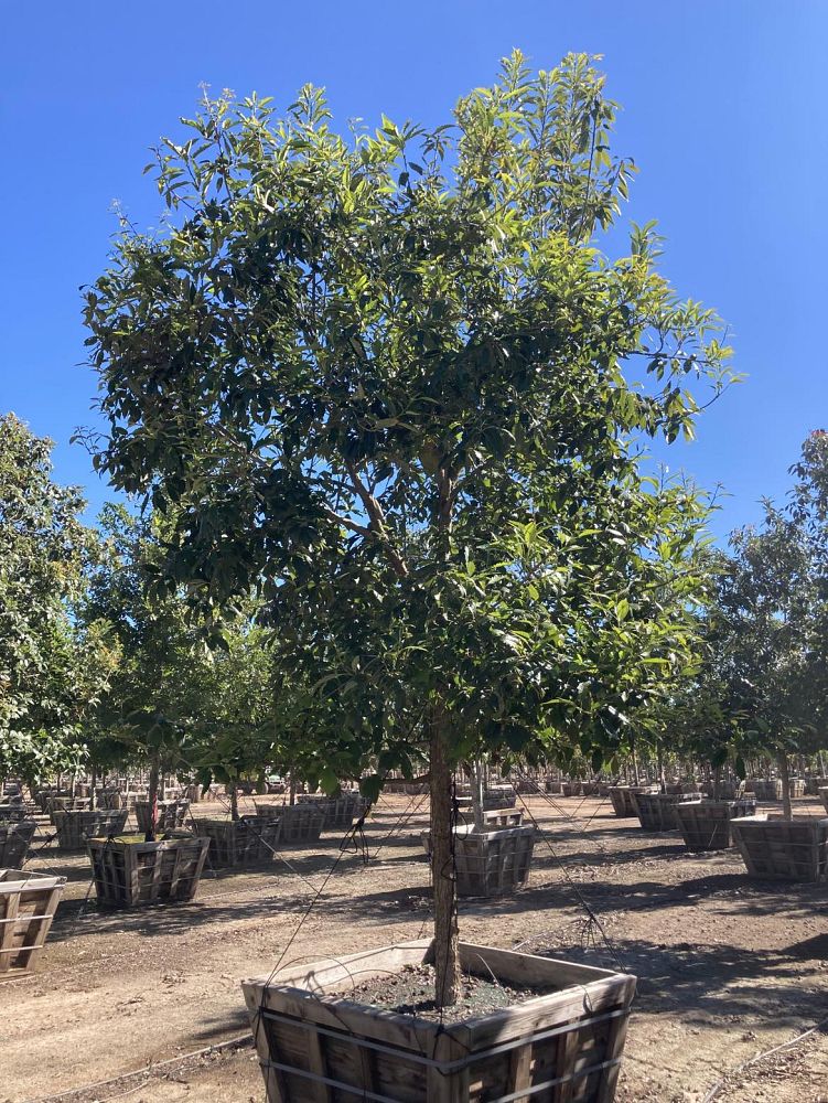 quercus-muehlenbergii-chinkapin-oak-chinquapin-oak