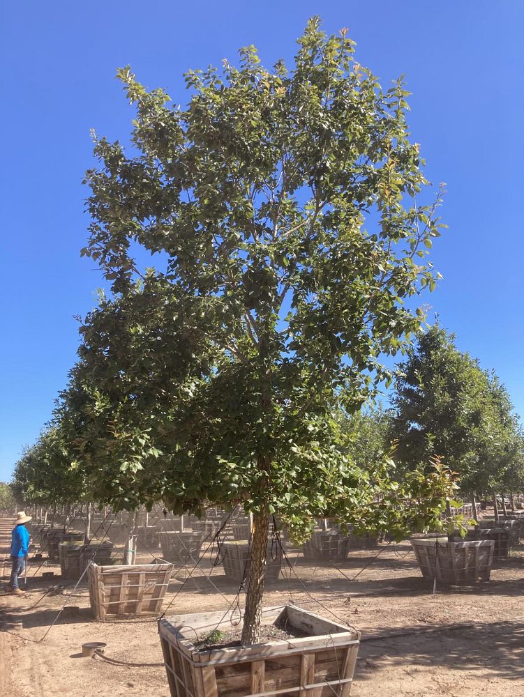 quercus-muehlenbergii-chinkapin-oak-chinquapin-oak
