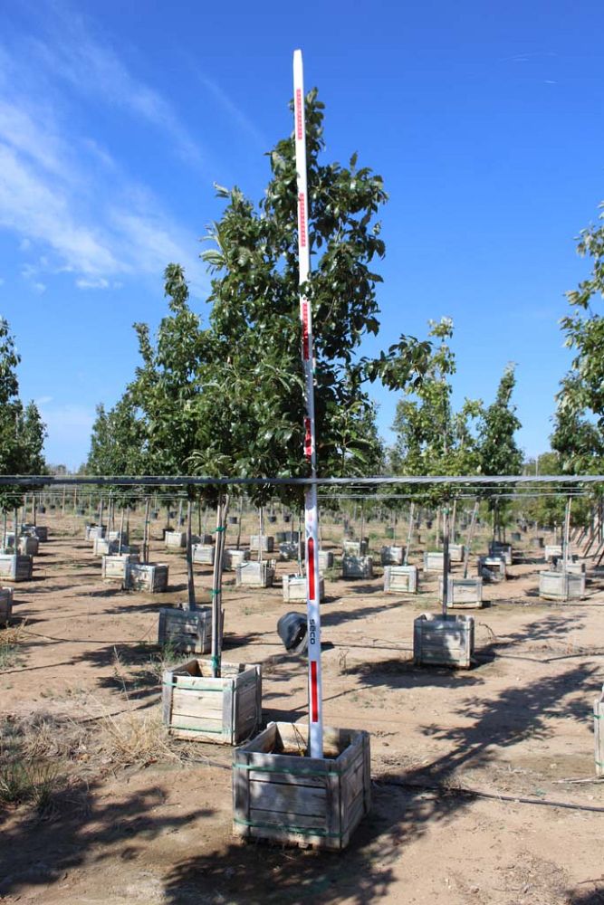 quercus-muehlenbergii-chinkapin-oak-chinquapin-oak