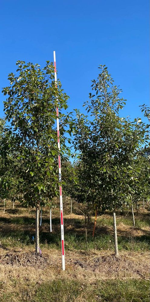 quercus-muehlenbergii-chinkapin-oak-chinquapin-oak