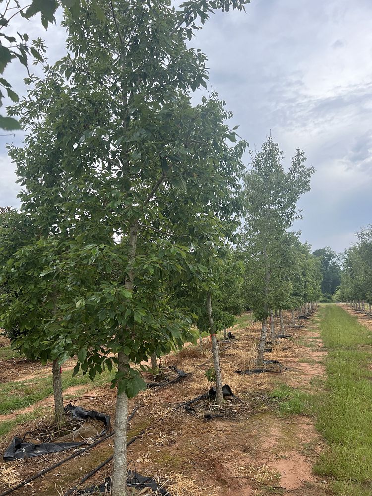 quercus-muehlenbergii-chinkapin-oak-chinquapin-oak