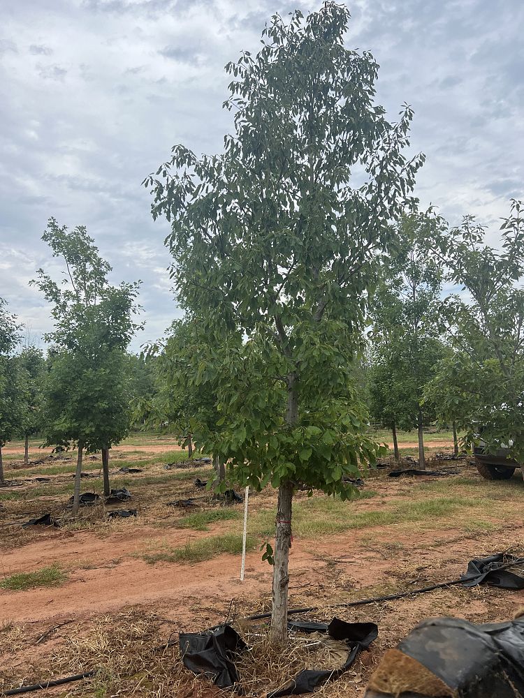 quercus-muehlenbergii-chinkapin-oak-chinquapin-oak