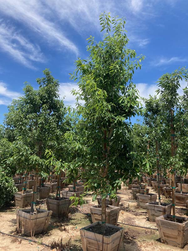quercus-muehlenbergii-chinkapin-oak-chinquapin-oak