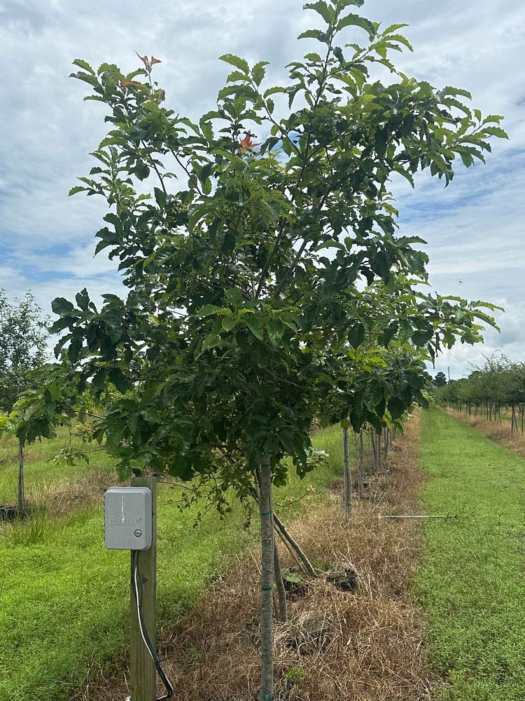 quercus-muehlenbergii-chinkapin-oak-chinquapin-oak