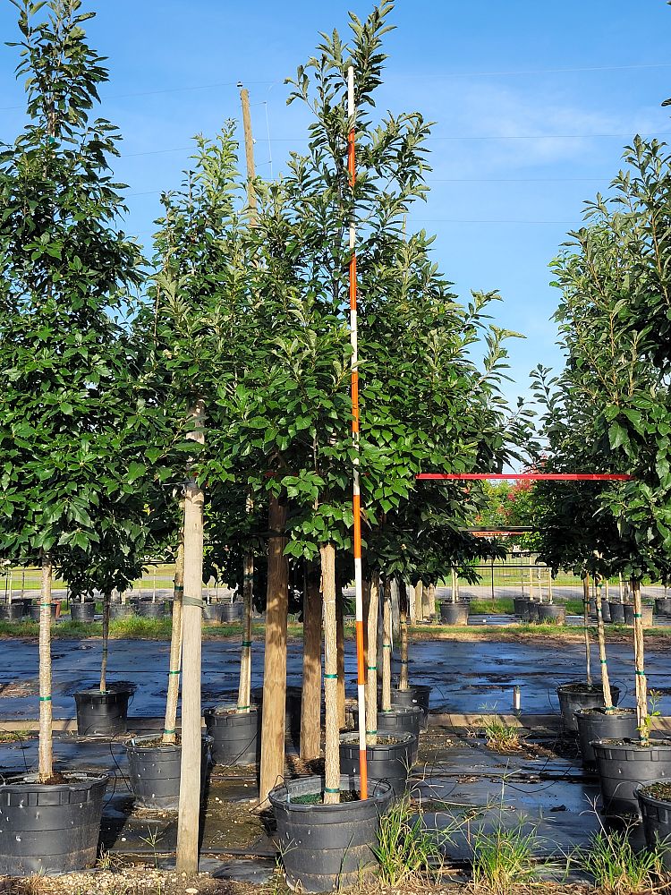 quercus-muehlenbergii-chinkapin-oak-chinquapin-oak
