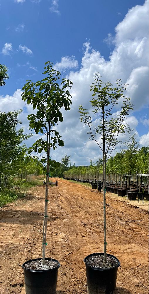 quercus-muehlenbergii-chinkapin-oak-chinquapin-oak