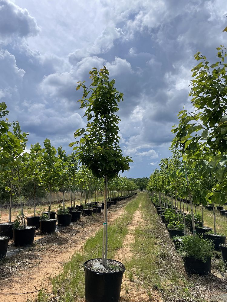 quercus-muehlenbergii-chinkapin-oak-chinquapin-oak