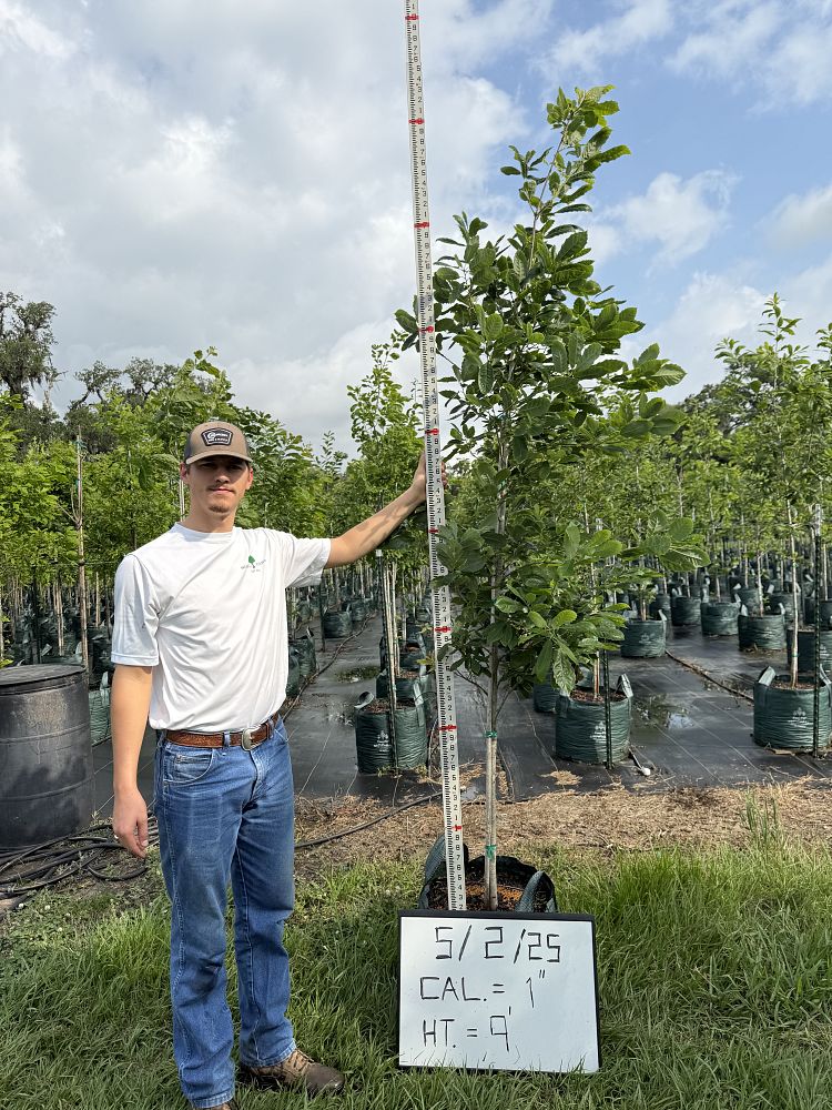 quercus-muehlenbergii-chinkapin-oak-chinquapin-oak