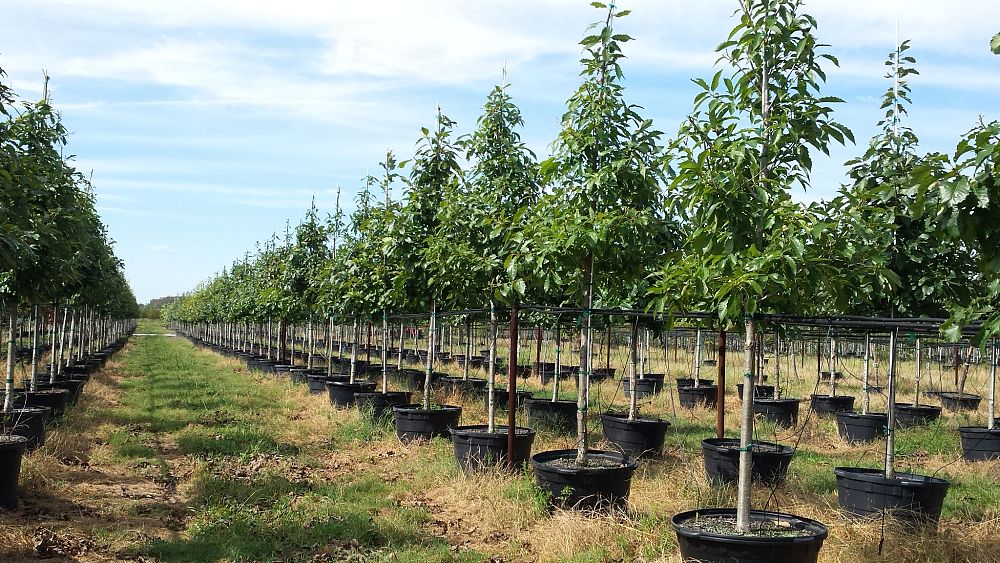 quercus-muehlenbergii-chinkapin-oak-chinquapin-oak