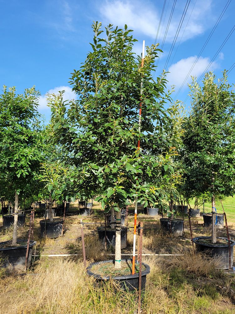 quercus-muehlenbergii-chinkapin-oak-chinquapin-oak