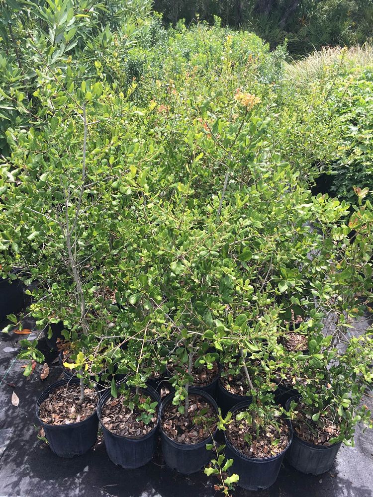 quercus-myrtifolia-myrtle-oak
