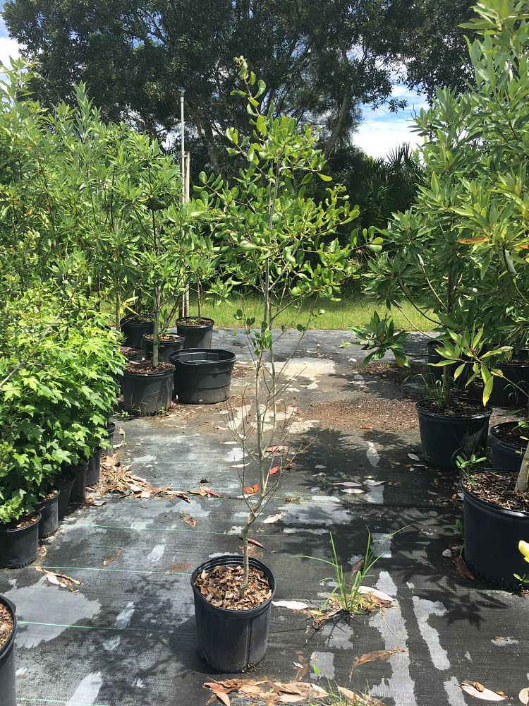 quercus-myrtifolia-myrtle-oak