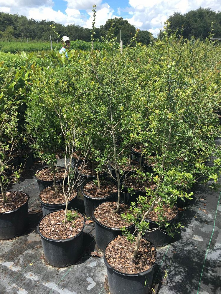 quercus-myrtifolia-myrtle-oak