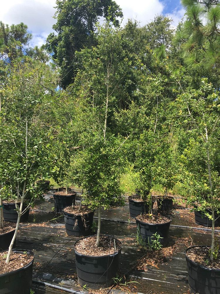 quercus-myrtifolia-myrtle-oak