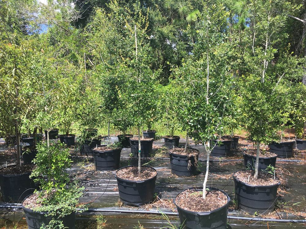 quercus-myrtifolia-myrtle-oak