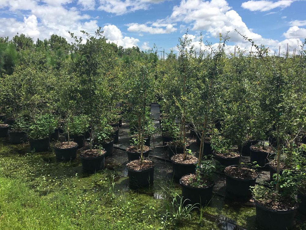 quercus-myrtifolia-myrtle-oak