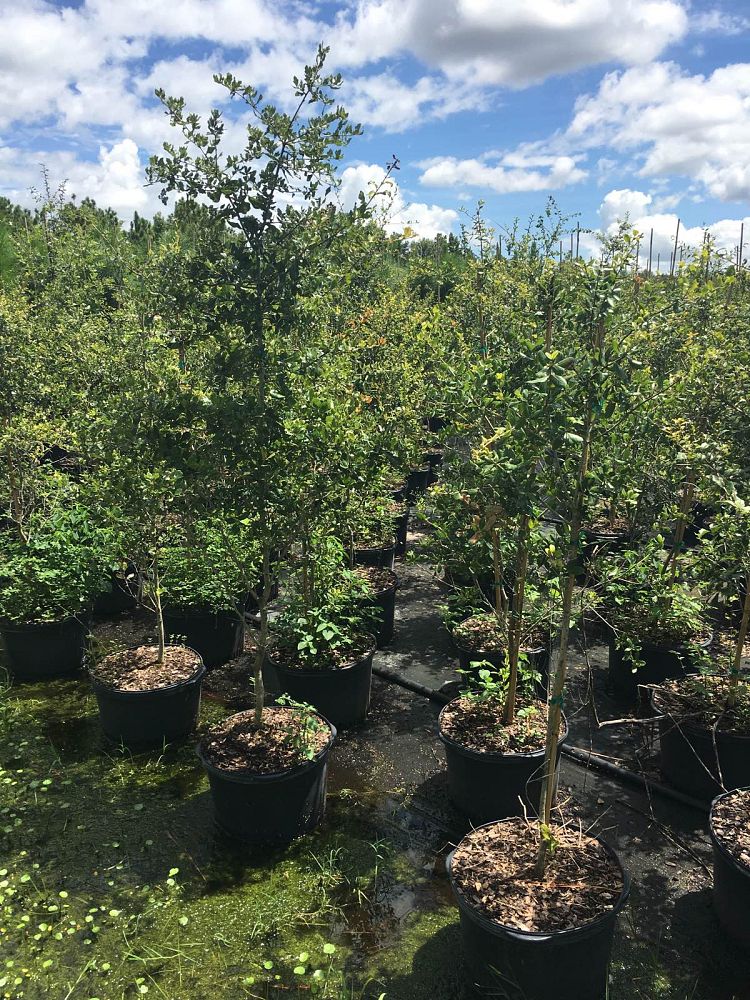 quercus-myrtifolia-myrtle-oak