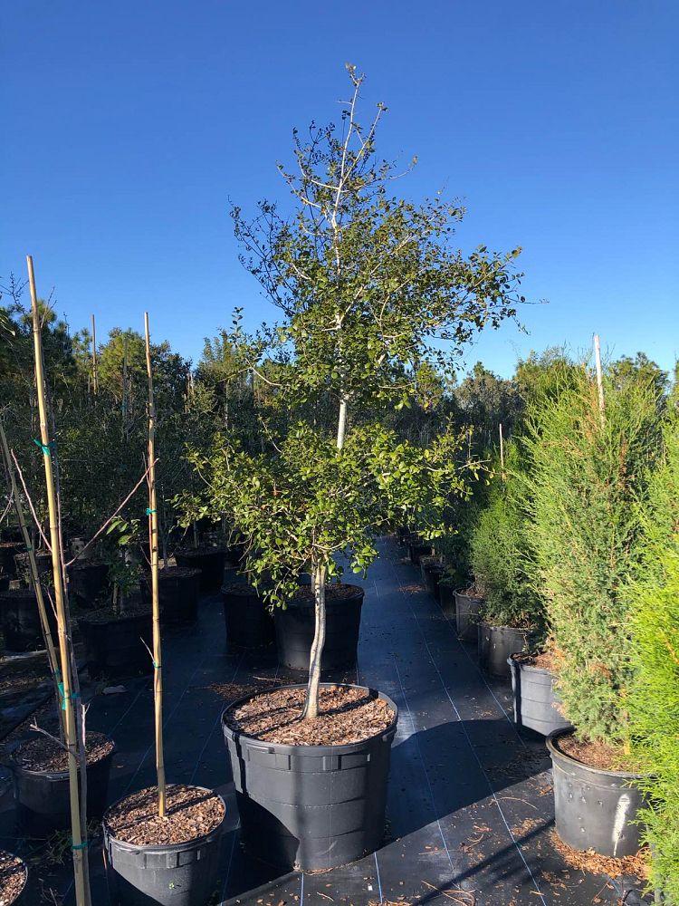 quercus-myrtifolia-myrtle-oak