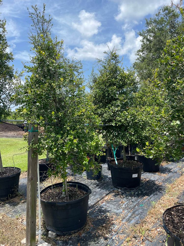 quercus-myrtifolia-myrtle-oak