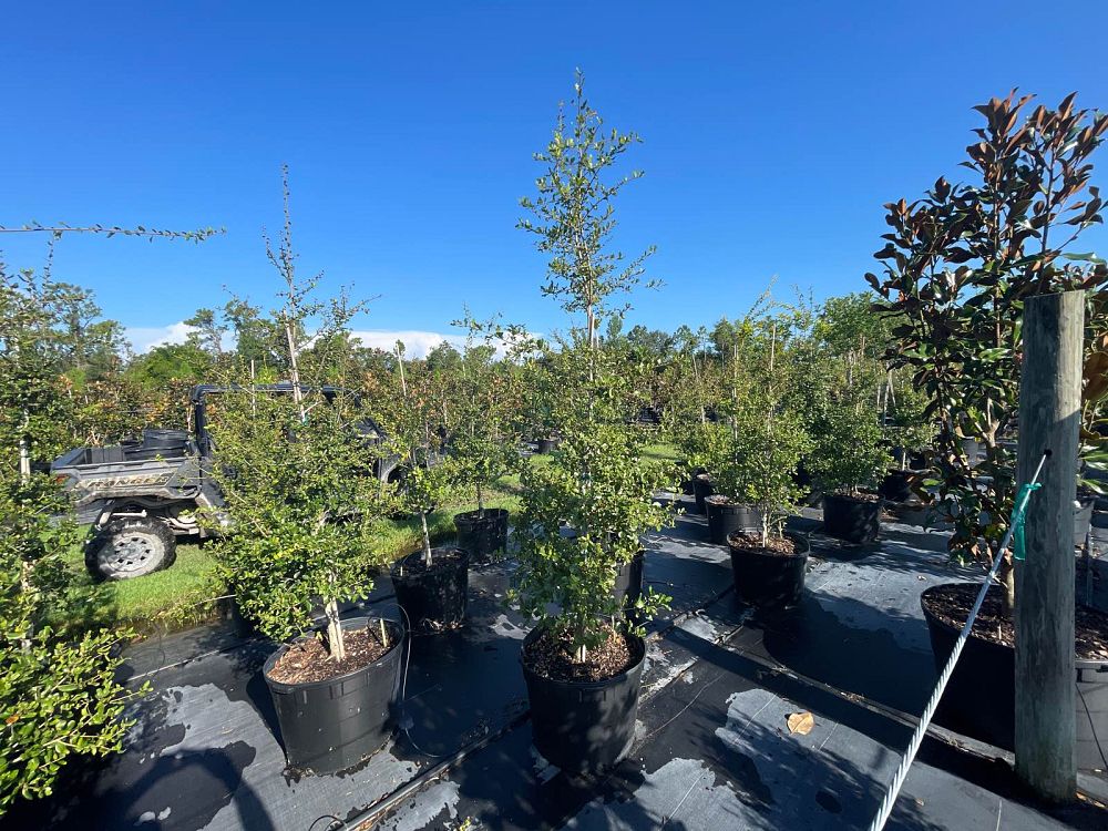 quercus-myrtifolia-myrtle-oak