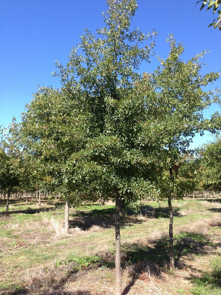 quercus-nigra-water-oak-tree