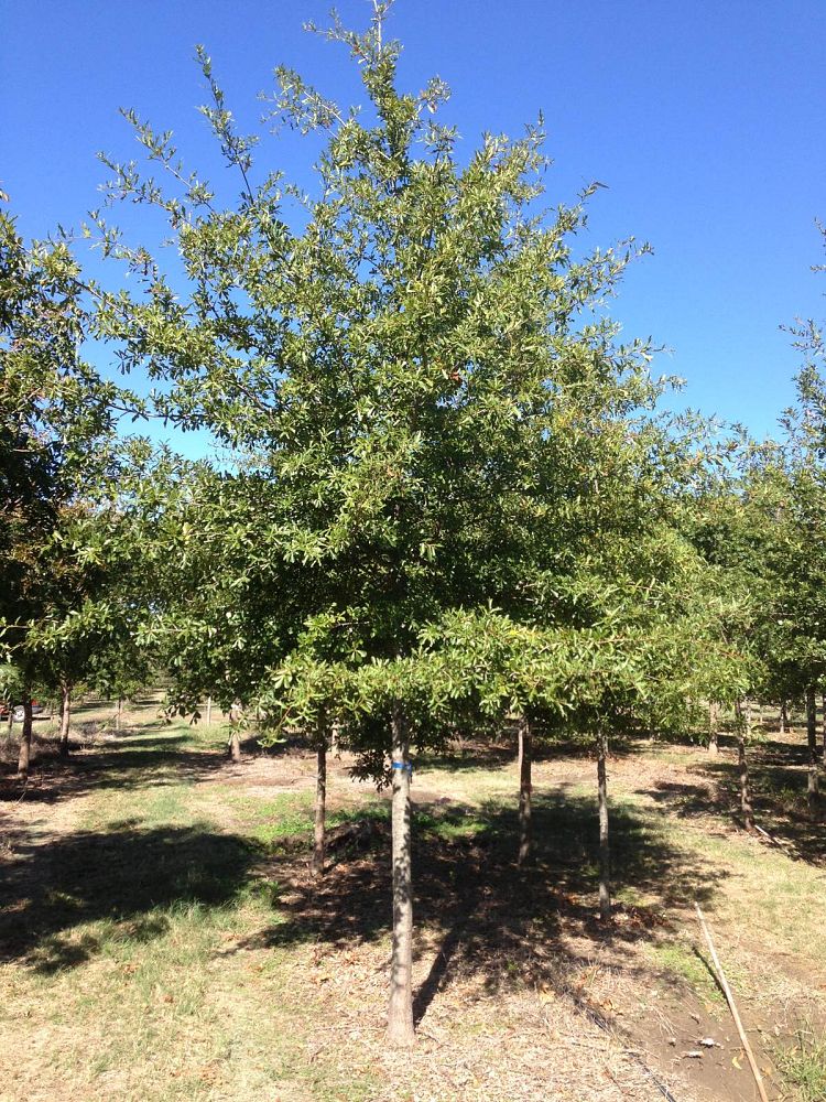 quercus-nigra-water-oak-tree