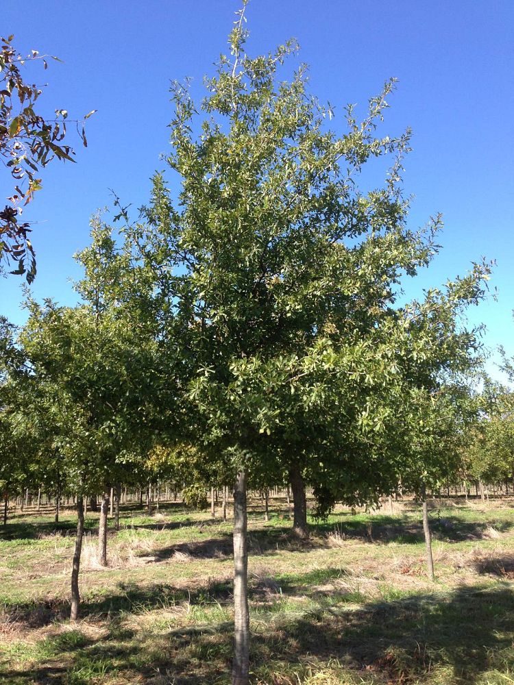 quercus-nigra-water-oak-tree