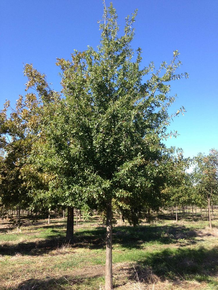 quercus-nigra-water-oak-tree