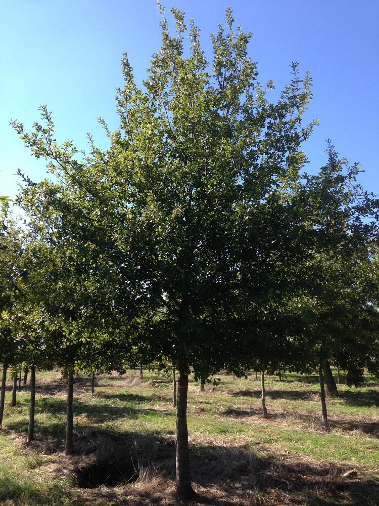 quercus-nigra-water-oak-tree