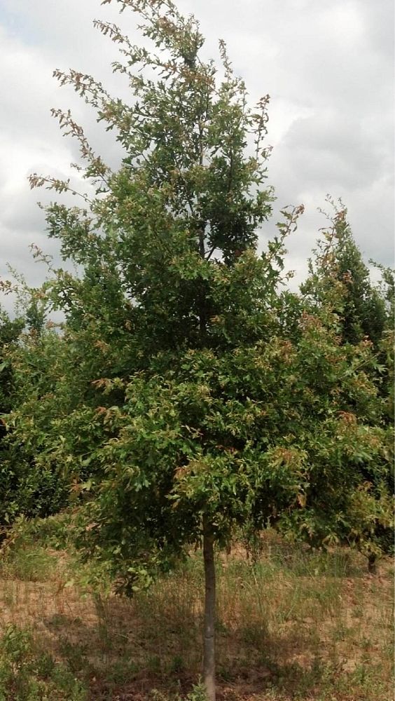 quercus-nigra-water-oak-tree