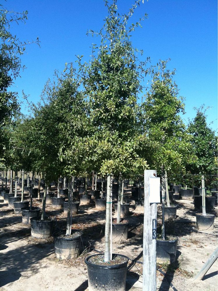 quercus-nigra-water-oak-tree
