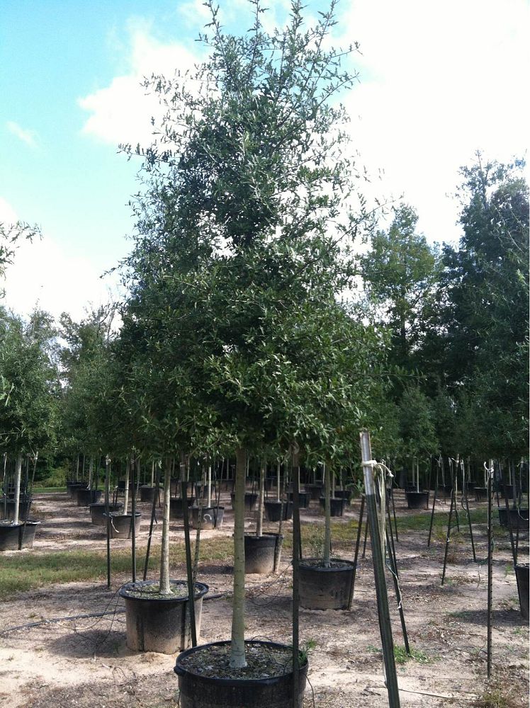 quercus-nigra-water-oak-tree