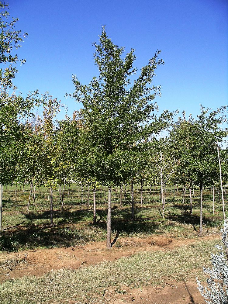 quercus-nigra-water-oak-tree