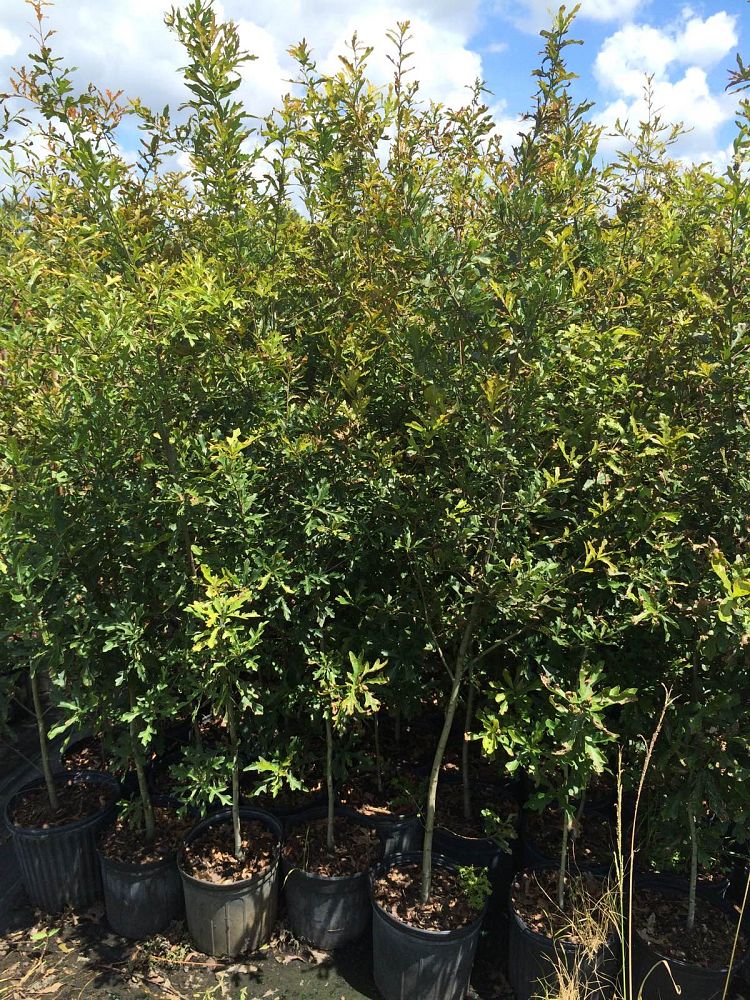quercus-nigra-water-oak-tree