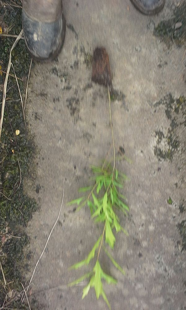 quercus-nigra-water-oak-tree