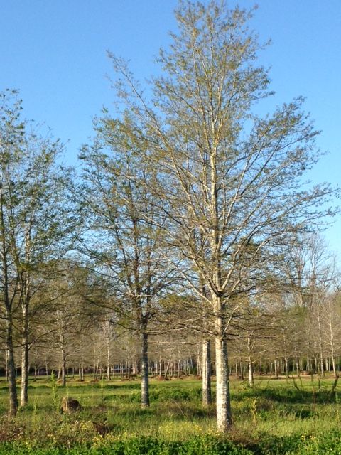 quercus-nigra-water-oak-tree
