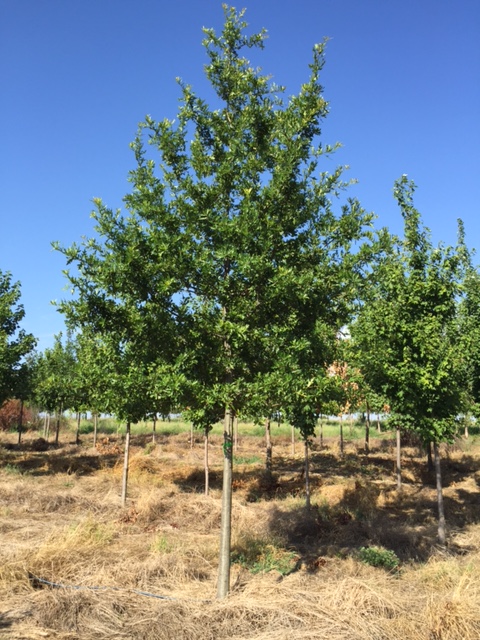 quercus-nigra-water-oak-tree