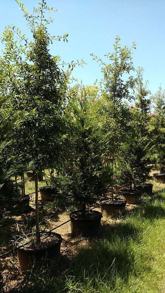 quercus-nigra-water-oak-tree