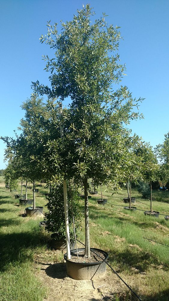 quercus-nigra-water-oak-tree