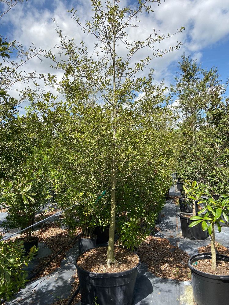quercus-nigra-water-oak-tree