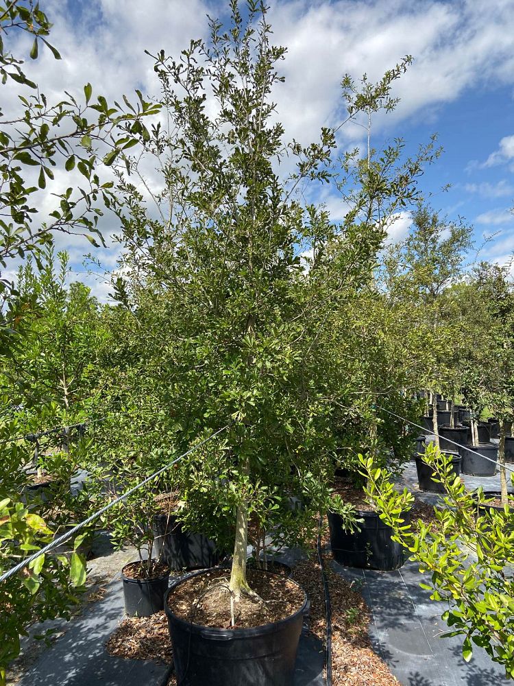 quercus-nigra-water-oak-tree