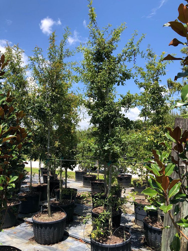 quercus-nigra-water-oak-tree