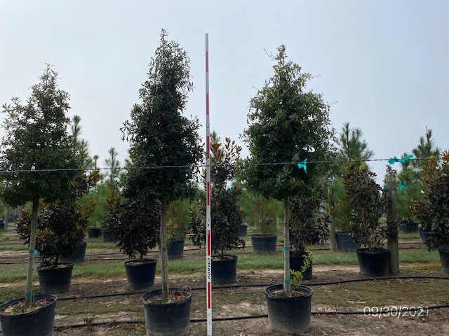 quercus-nigra-water-oak-tree