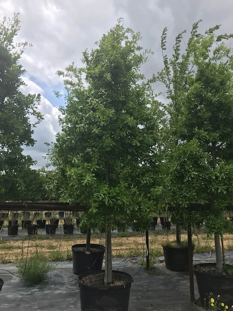 quercus-nigra-water-oak-tree