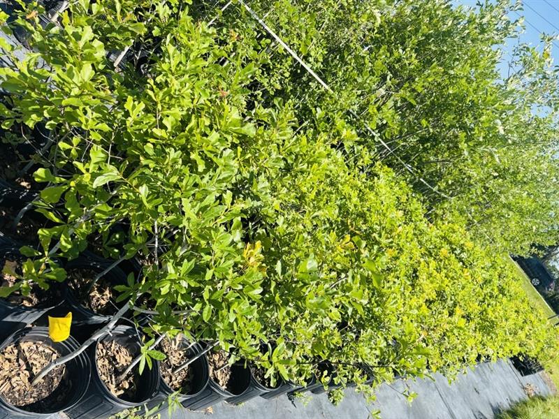 quercus-nigra-water-oak-tree