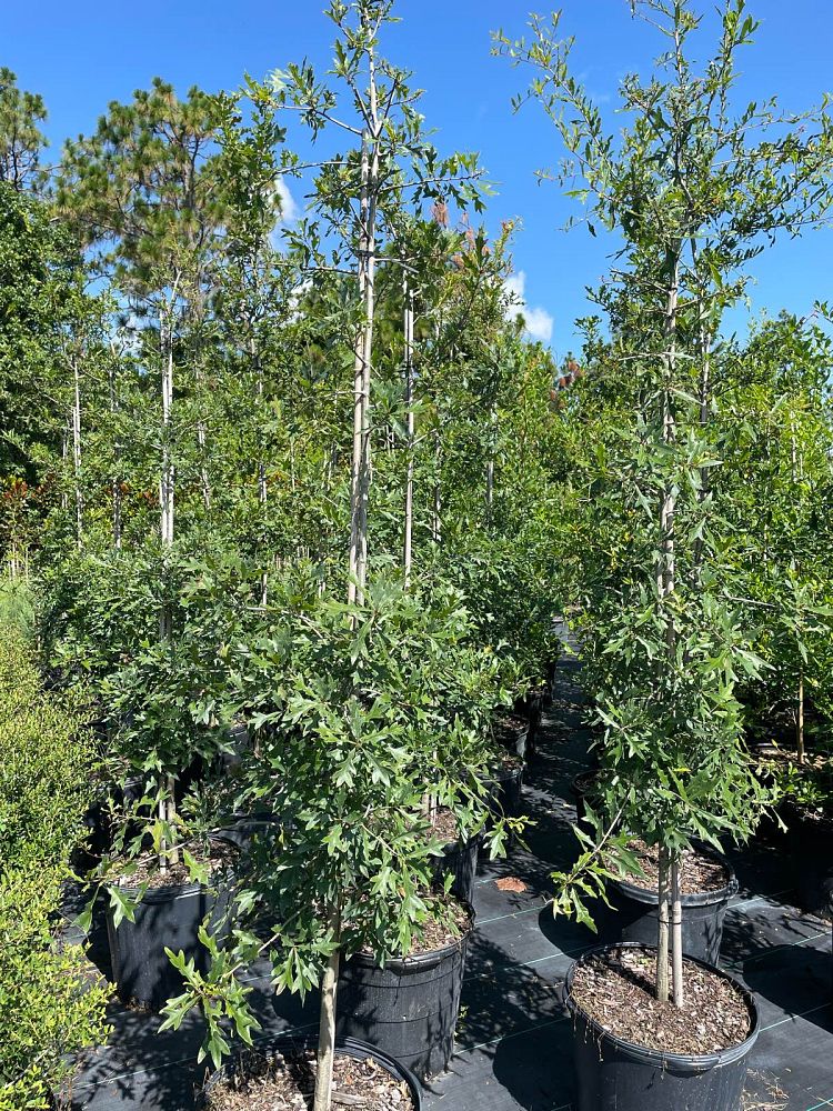 quercus-nigra-water-oak-tree
