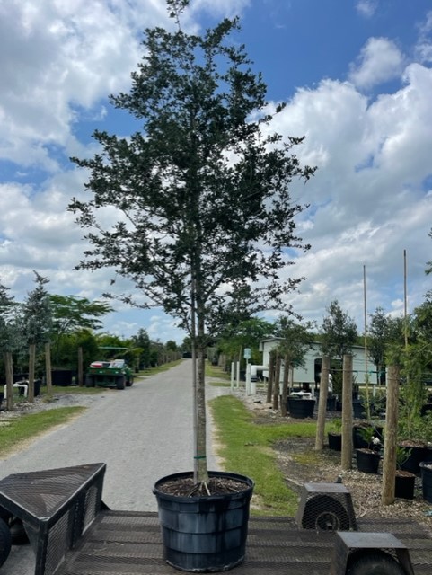 quercus-oak
