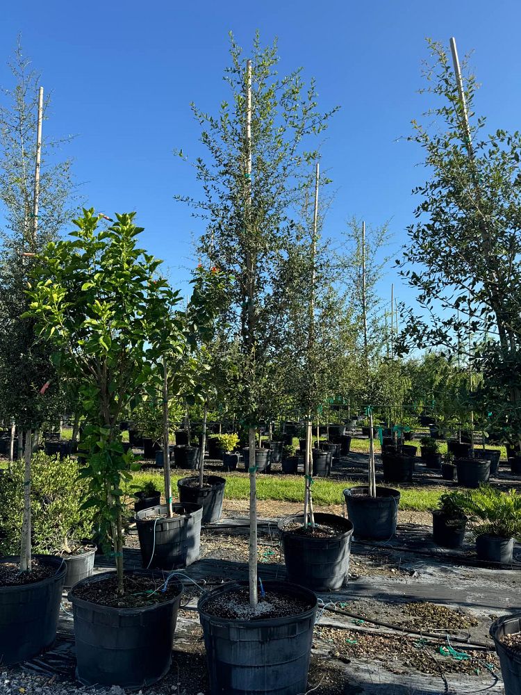 quercus-oak
