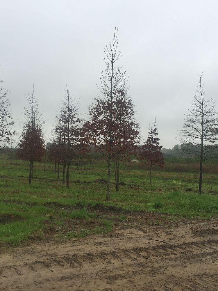 quercus-pagoda-cherrybark-oak